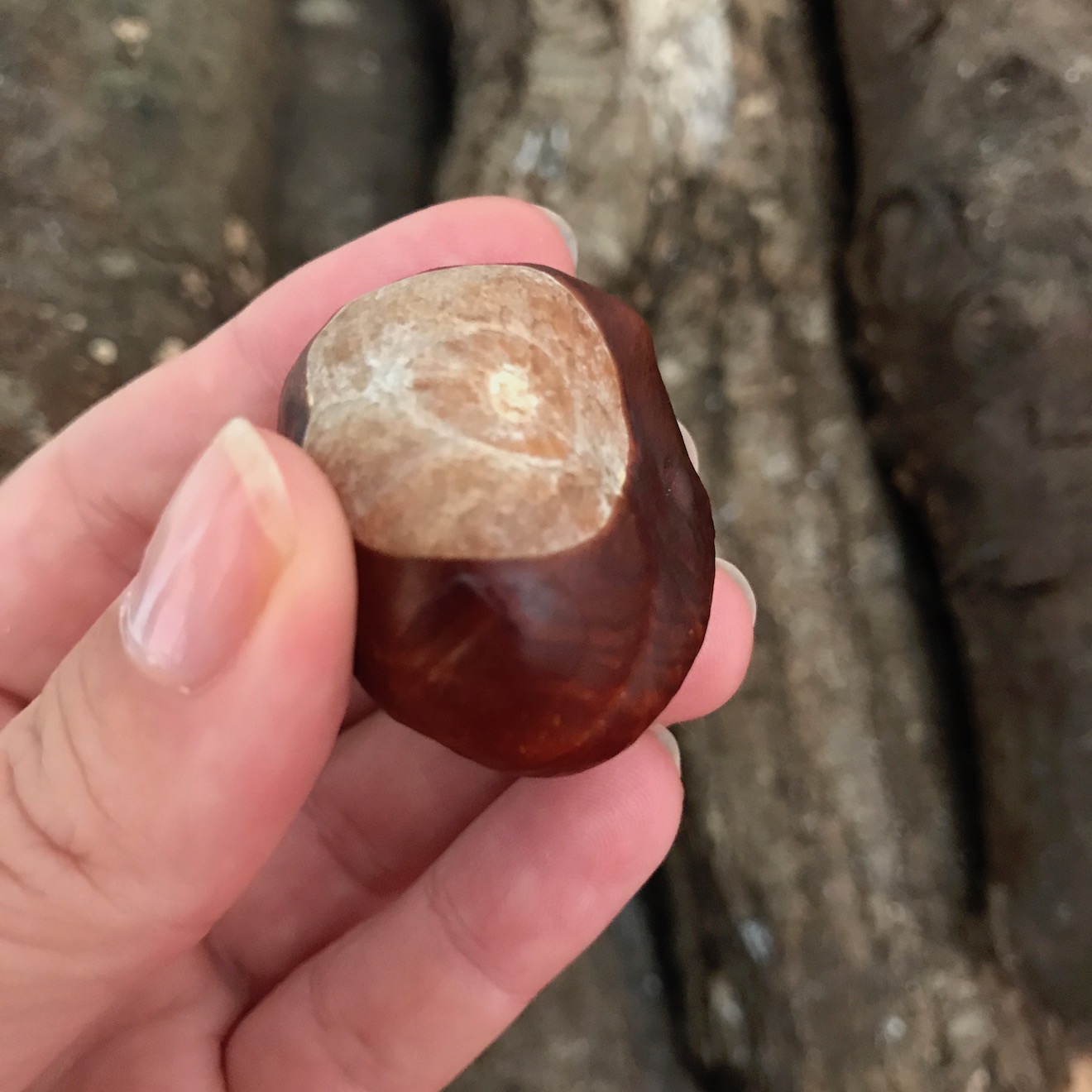 horse chestnut