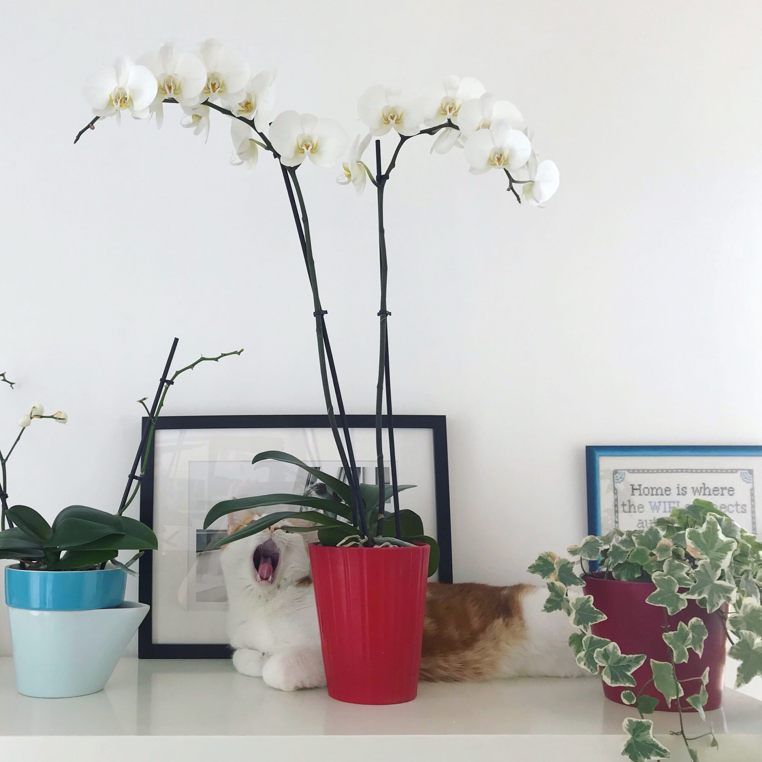 come curare le orchidee