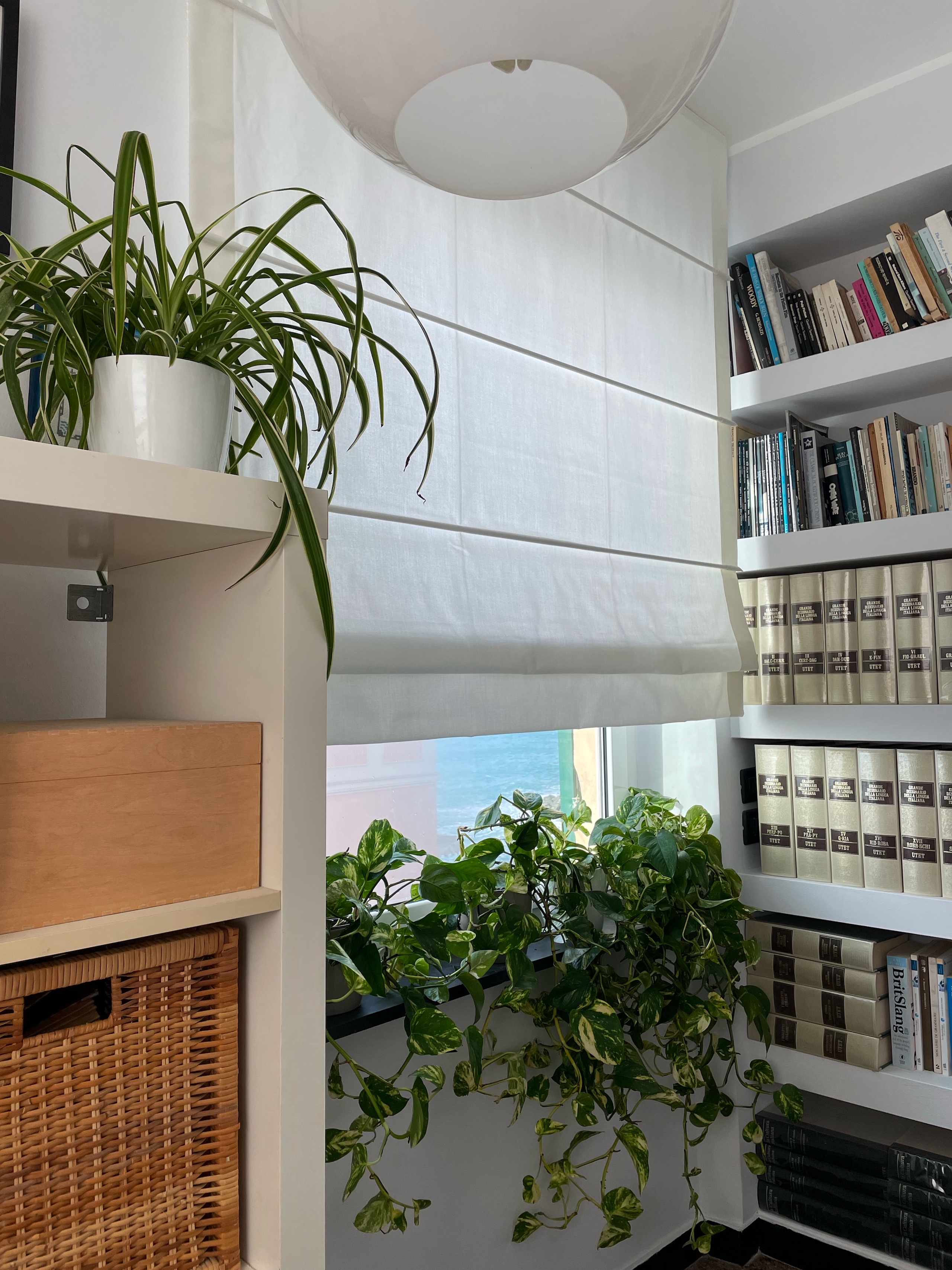 come avere piante belle in casa