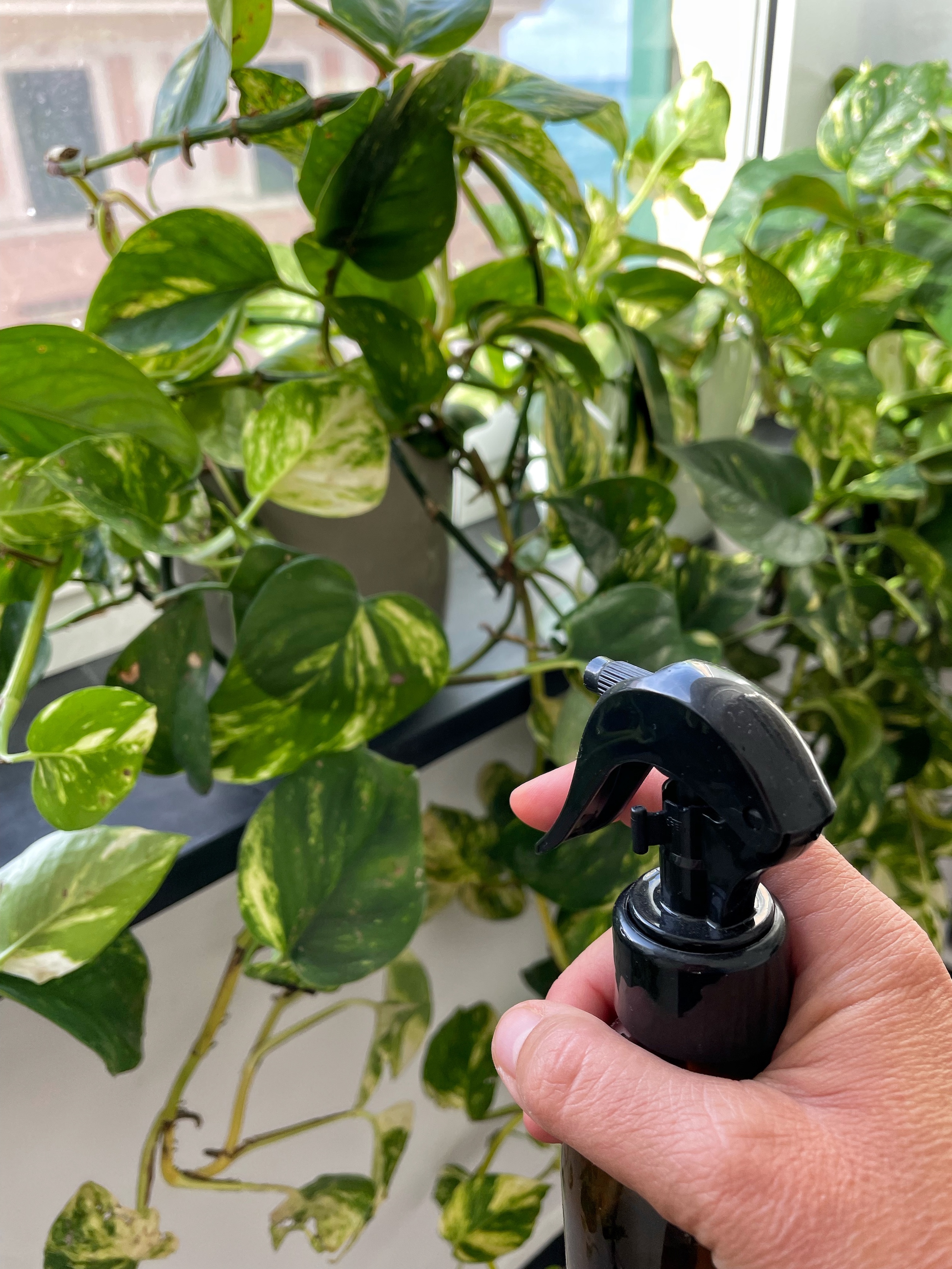 come nebulizzare le piante di casa