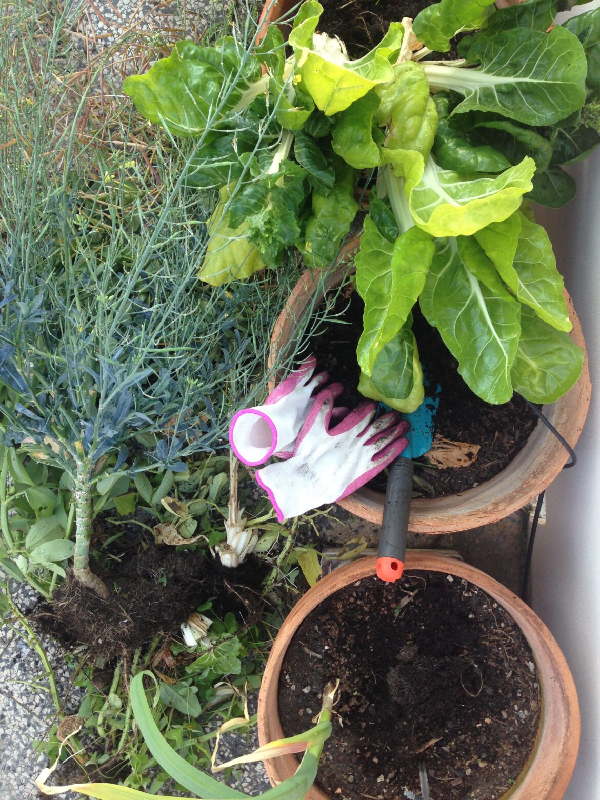 Orto urbano: cosa coltivare in vaso sul terrazzo