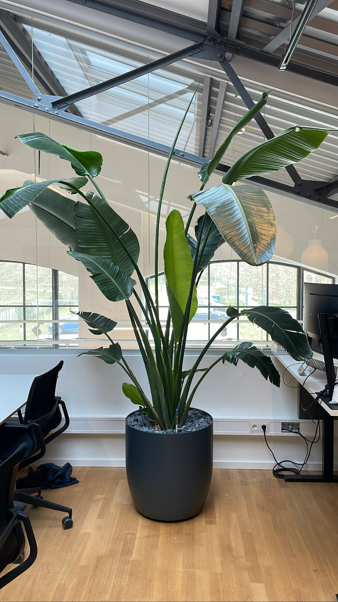 Strelitzia