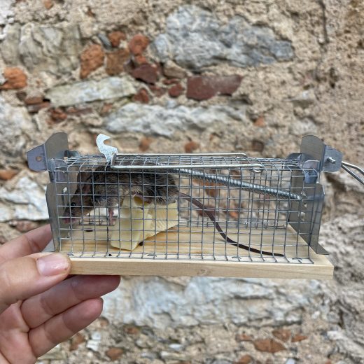 consigli per tenere lontani i topi senza far loro male
