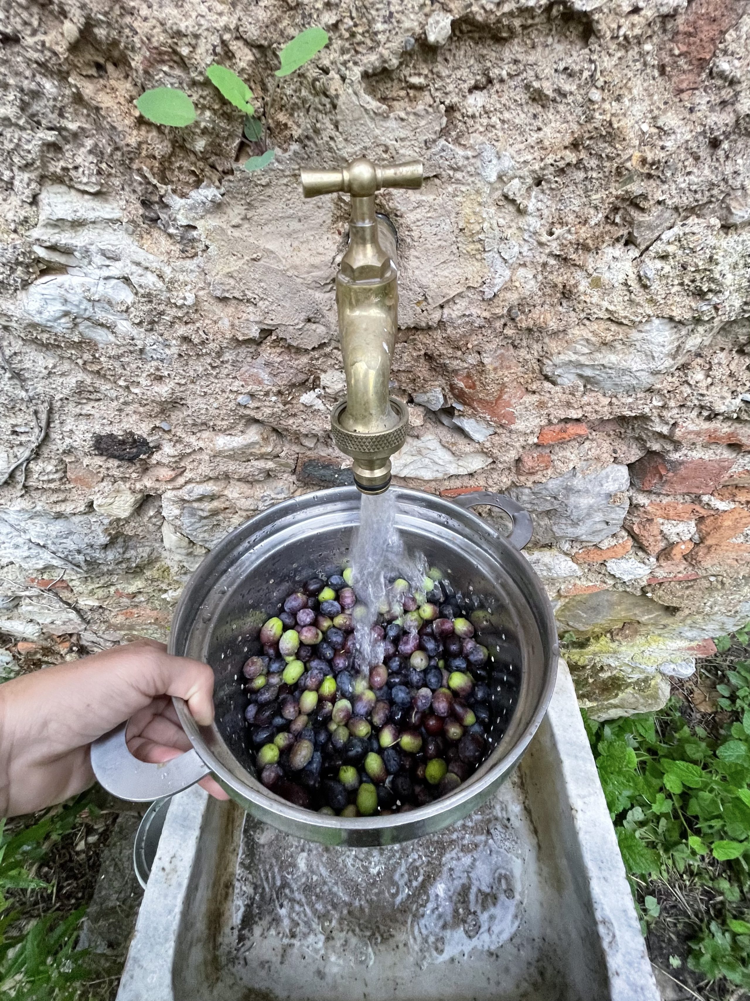 olive in salamoia fatte in casa